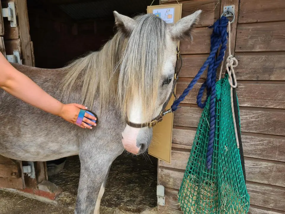 A volunteer gently brushing a grey horse at Avalar Equine Therapy, showing the calm, caring environment used to support people’s wellbeing.